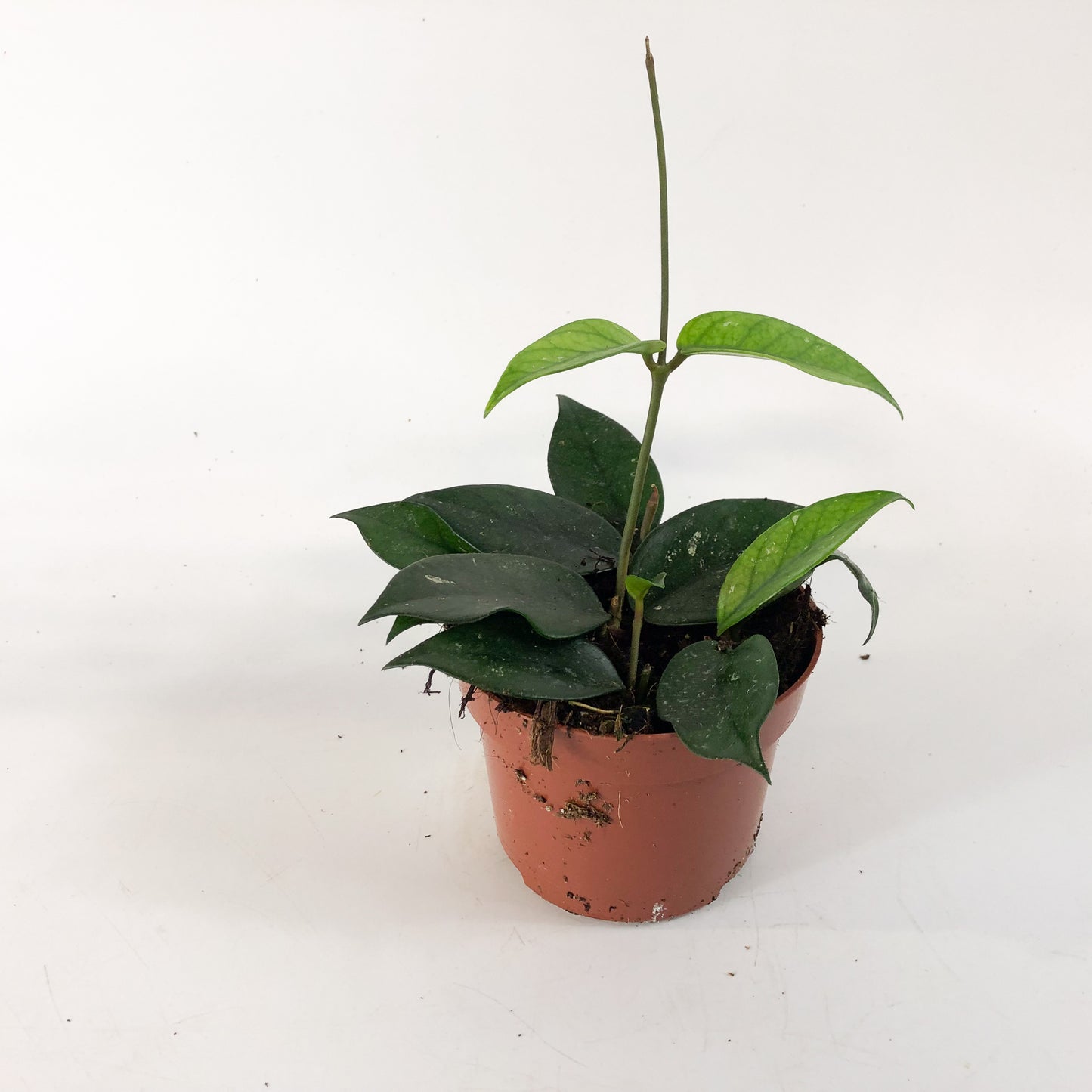 Hoya sp Vietnam 10.5cm H15cm