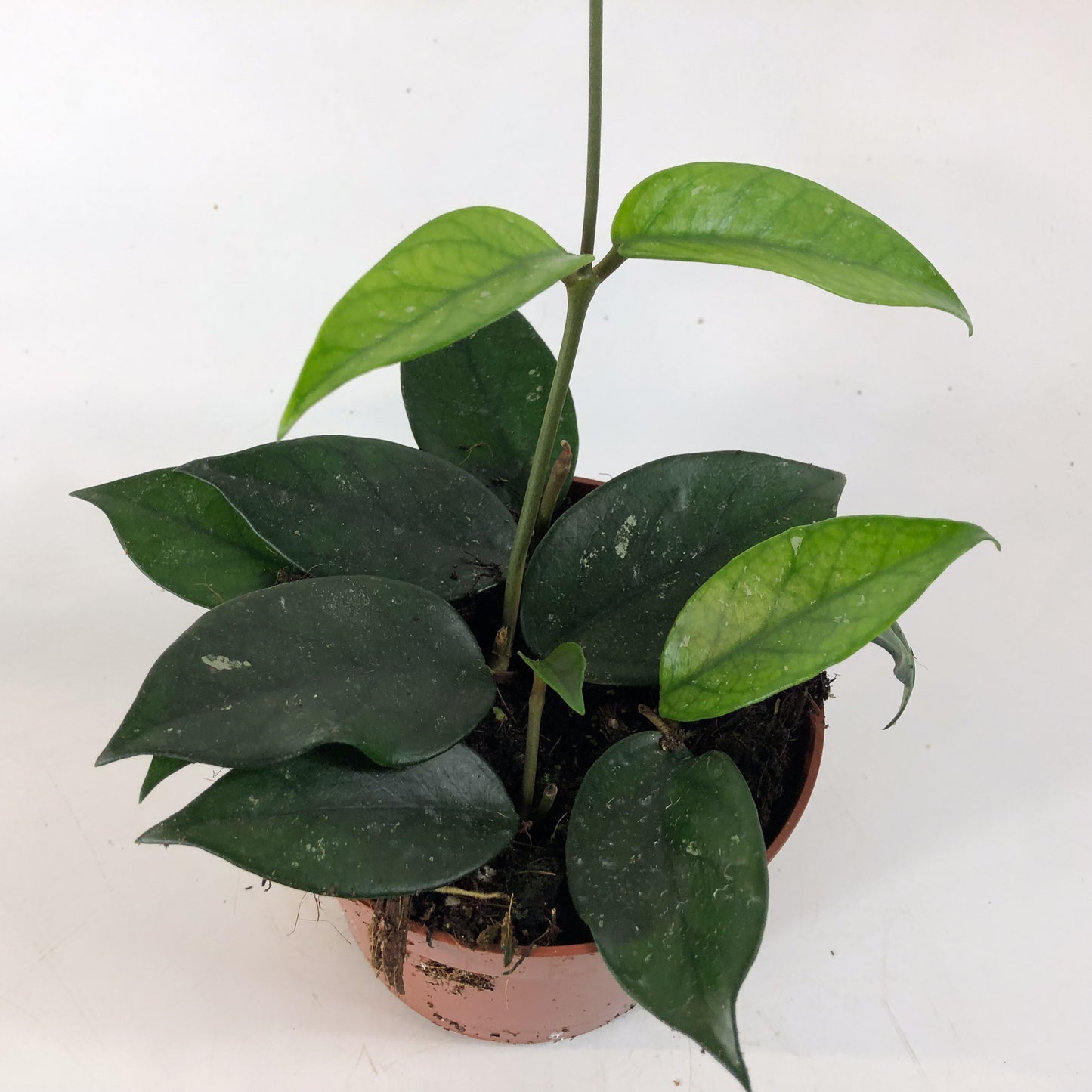 Hoya sp Vietnam 10.5cm H15cm