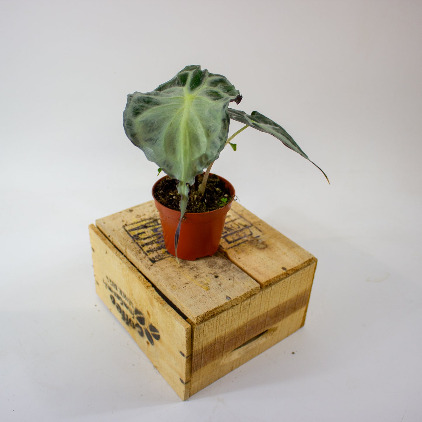 Alocasia Venom 8cm H12cm