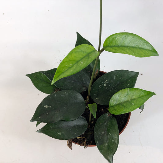 Hoya sp Vietnam 10.5cm H15cm