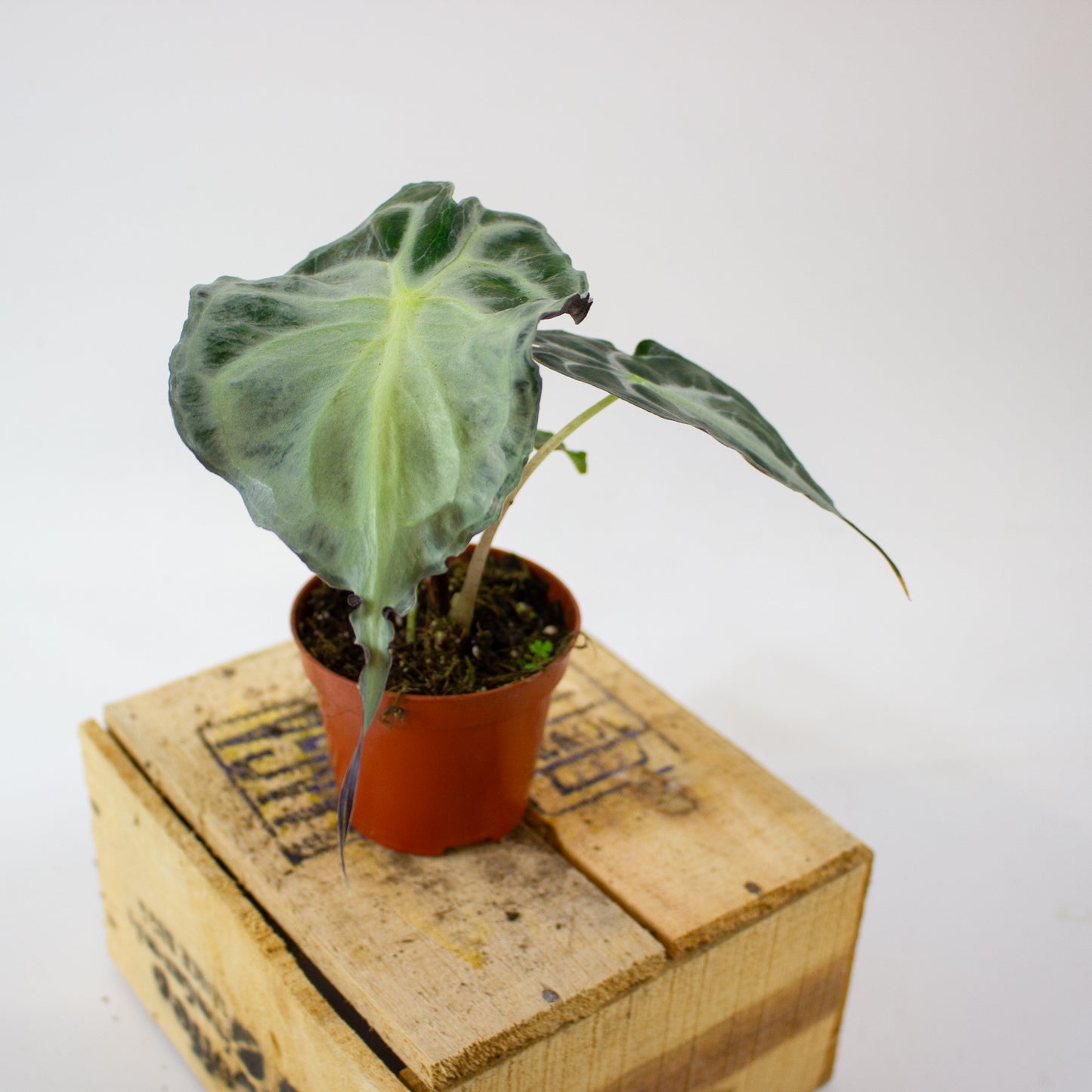 Alocasia Venom 8cm H12cm