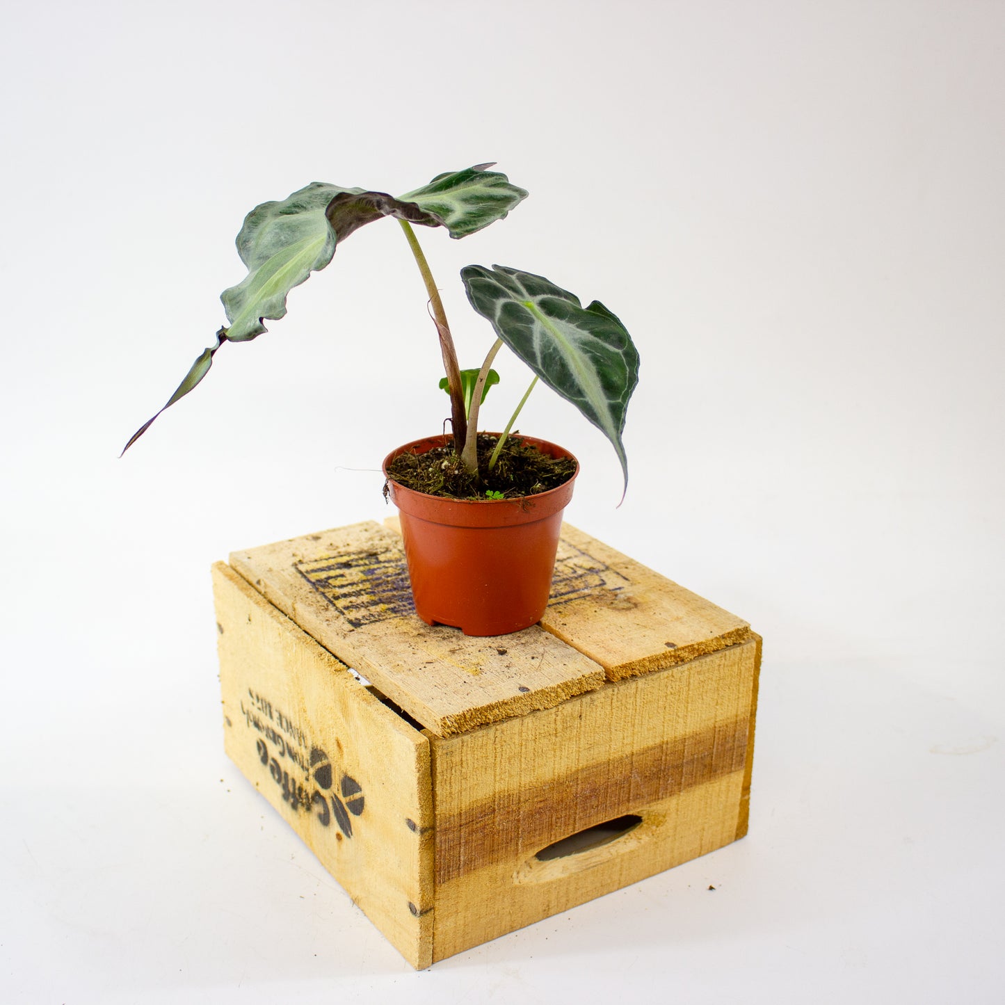 Alocasia Venom 8cm H12cm
