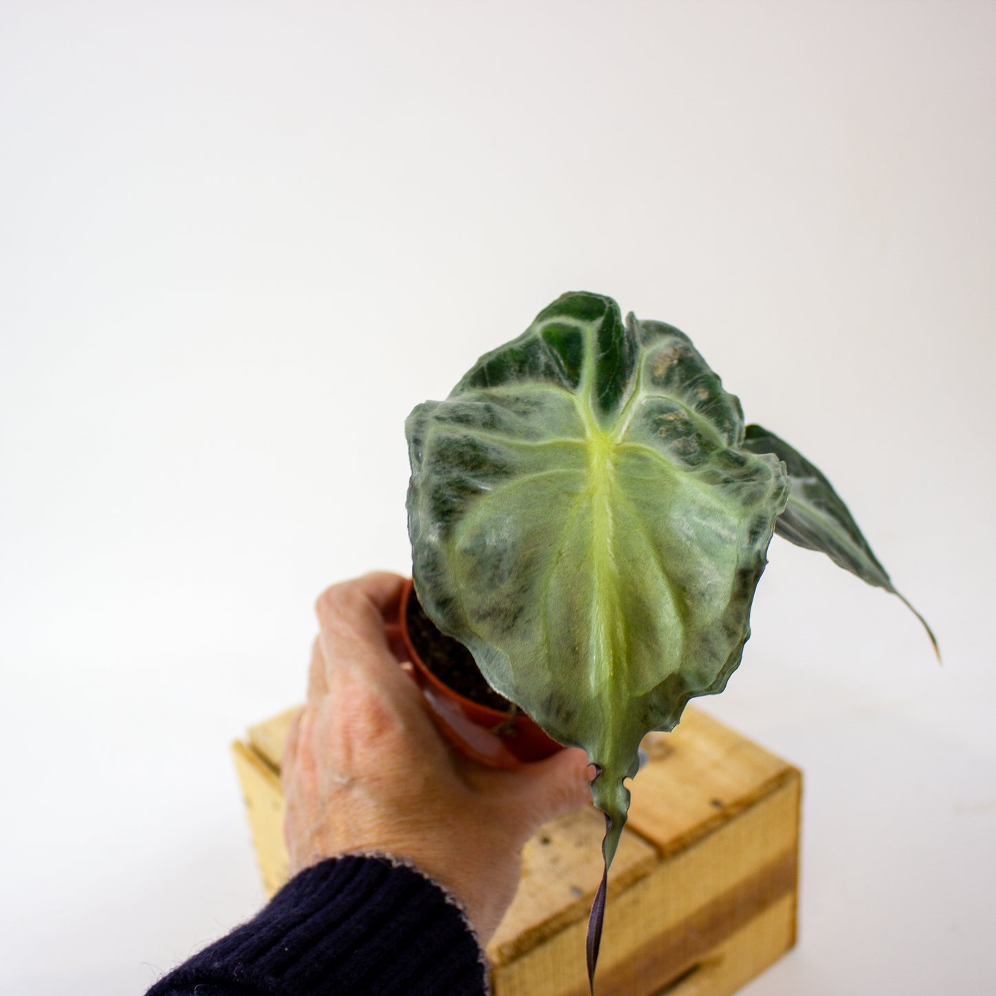 Alocasia Venom 8cm H12cm