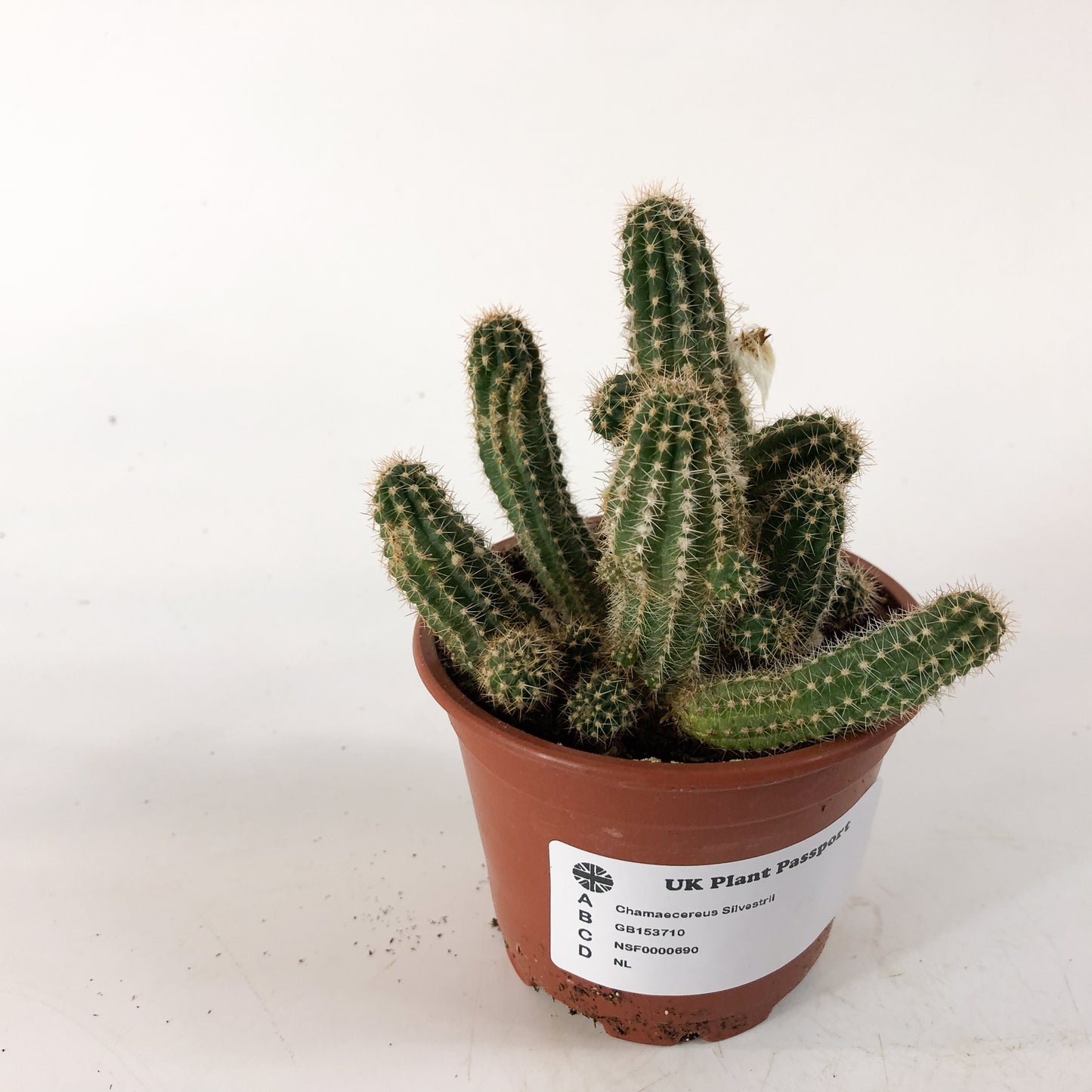 Chamaecereus Silvestrii 8.5cm H18cm