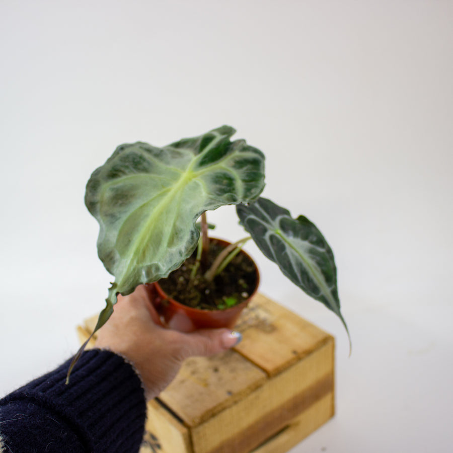Alocasia 'Venom'