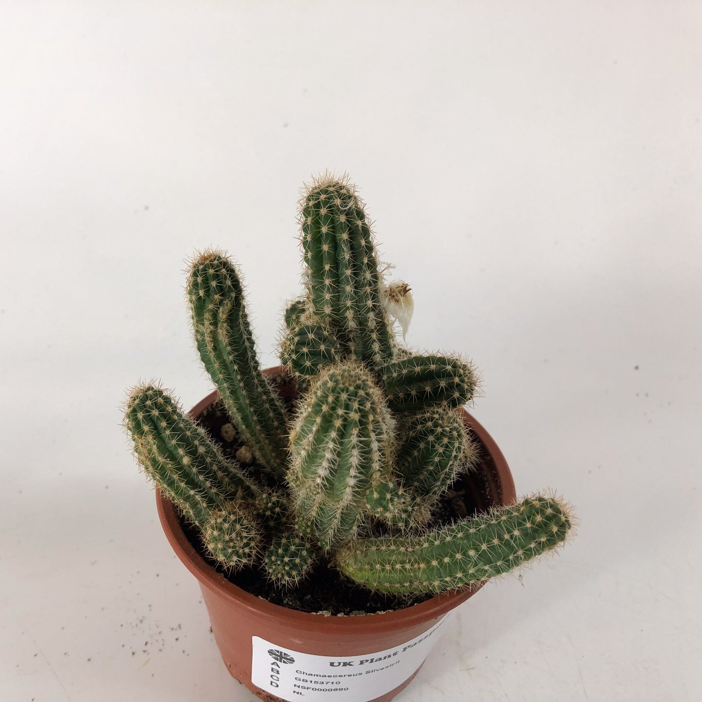 Chamaecereus Silvestrii 8.5cm H18cm