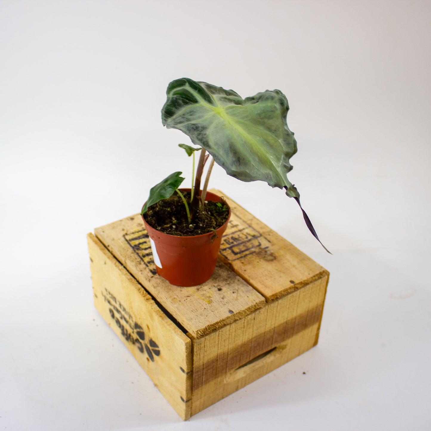 Alocasia Venom 8cm H12cm