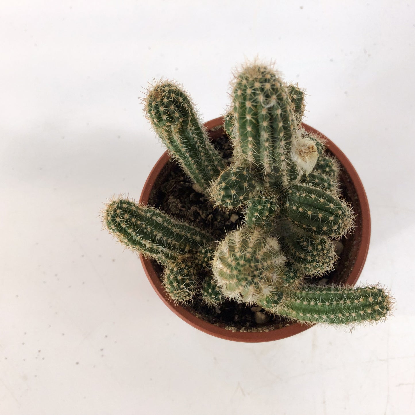 Chamaecereus Silvestrii 8.5cm H18cm