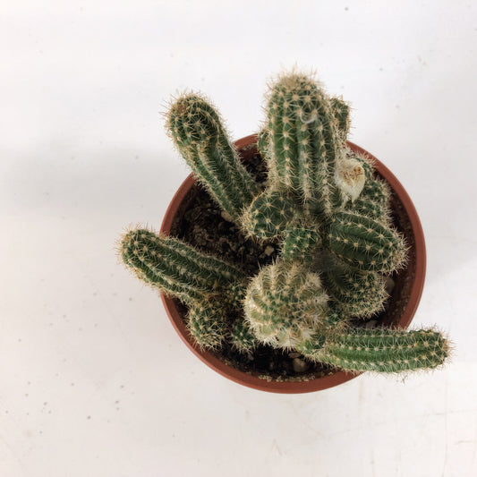 Chamaecereus Silvestrii 8.5cm H18cm