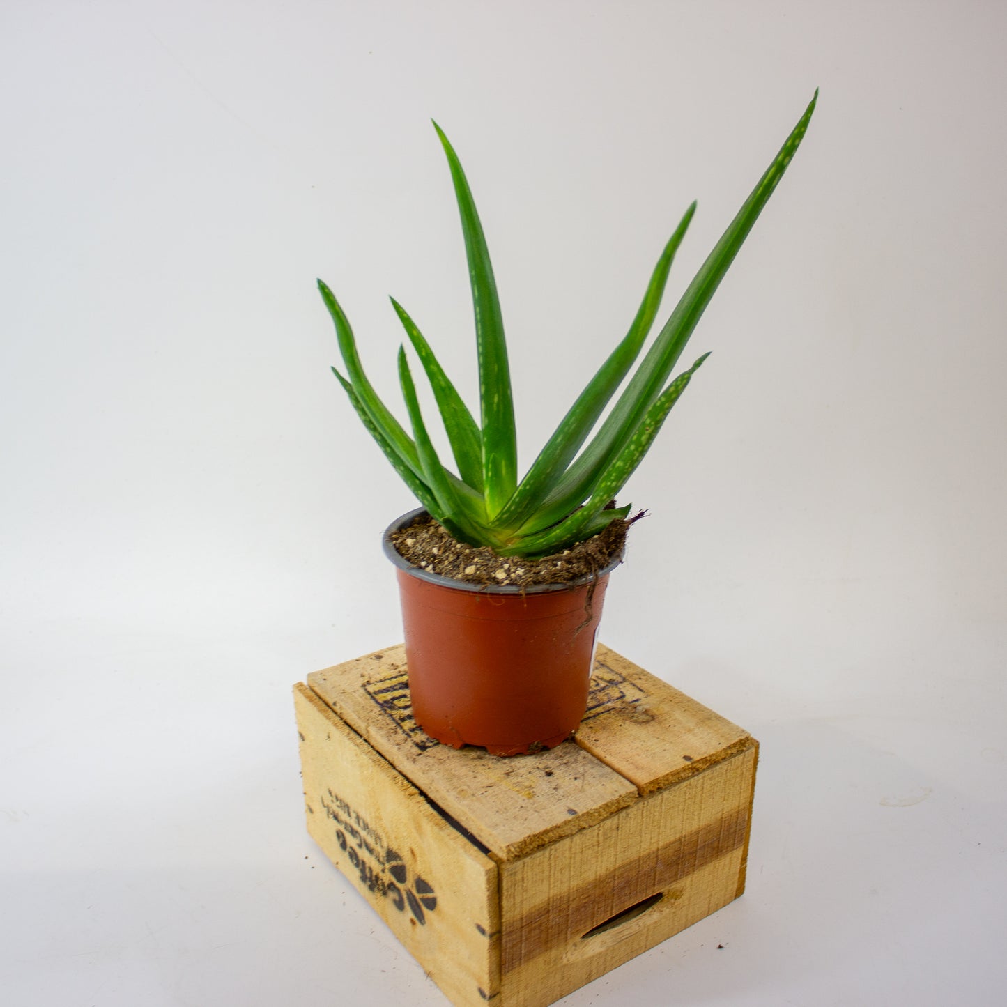 ALOE VERA 12cm H40cm