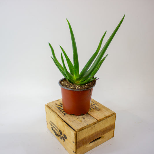 ALOE VERA 12cm H40cm