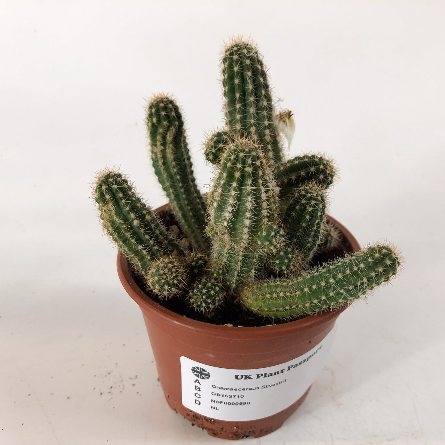 Chamaecereus Silvestrii 8.5cm H18cm