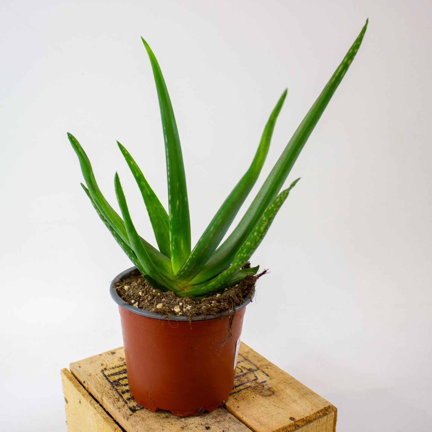 ALOE VERA 12cm H40cm