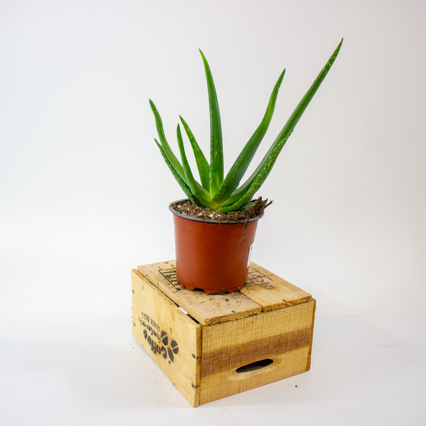 ALOE VERA 12cm H40cm