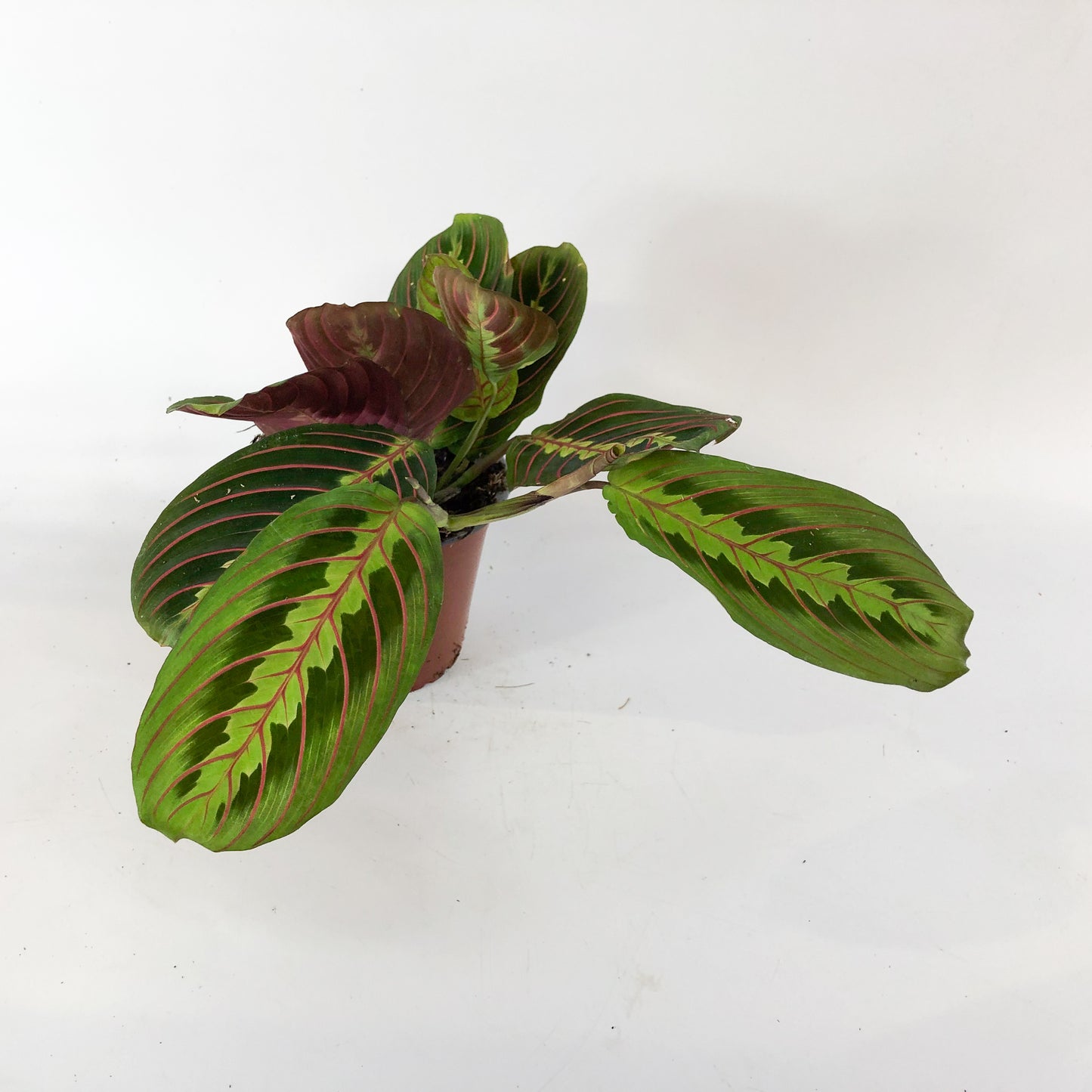 Maranta Fascinator 12cm H30cm