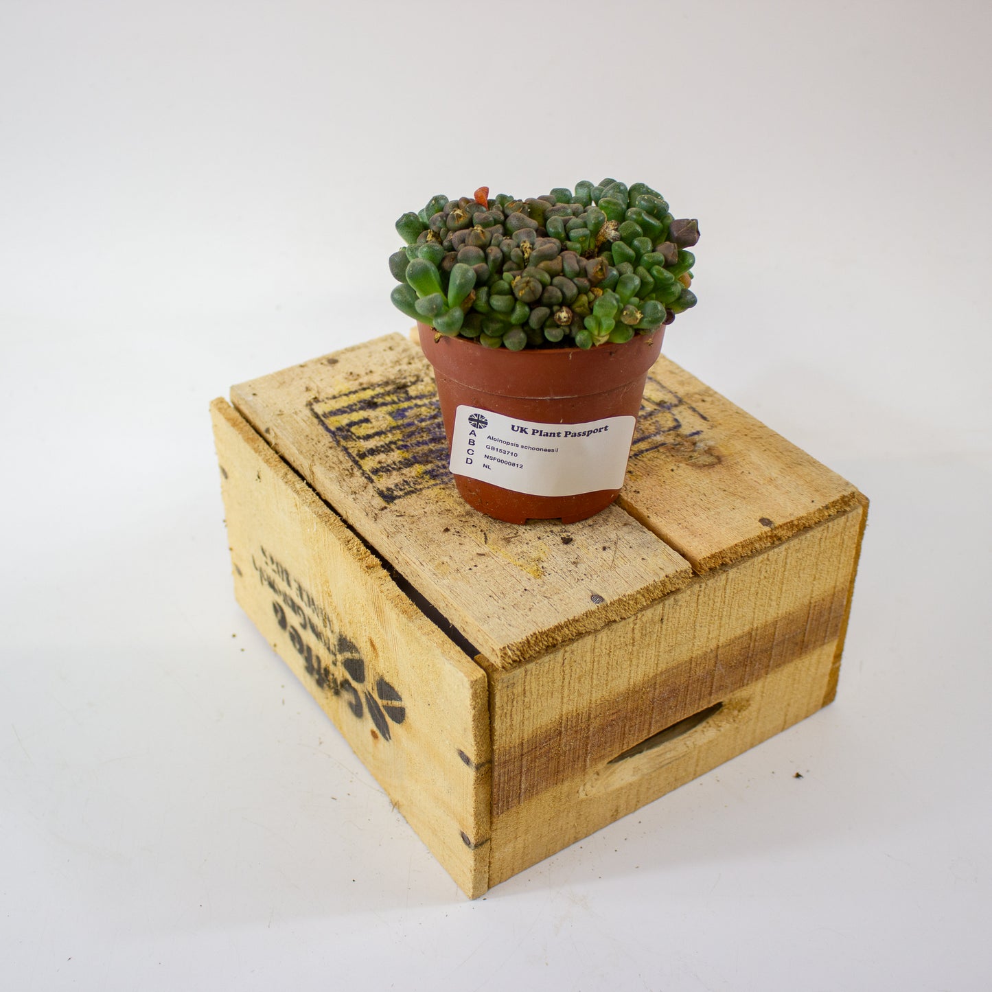 Aloinopsis schooneesii 8.5cm H15cm