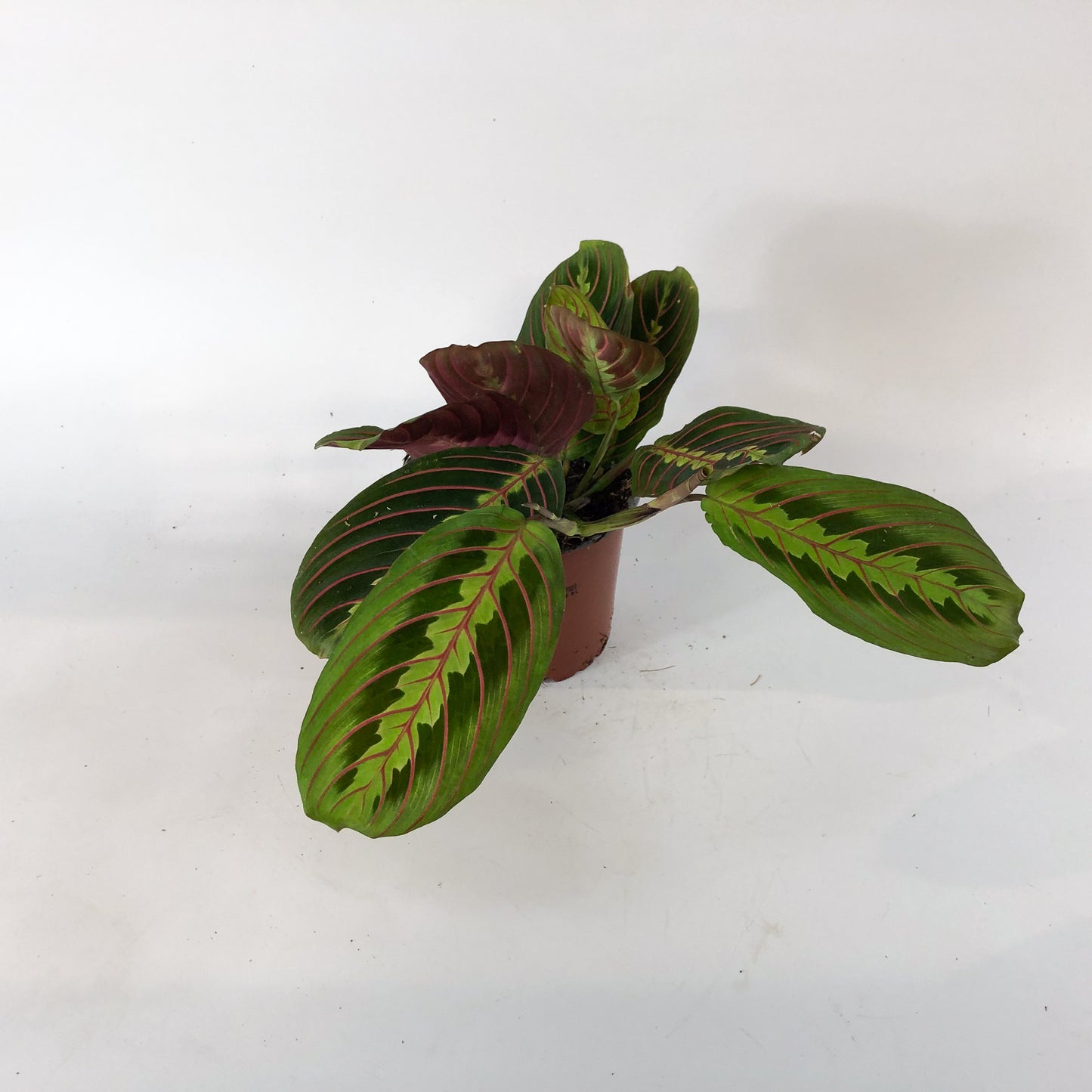 Maranta Fascinator 12cm H30cm