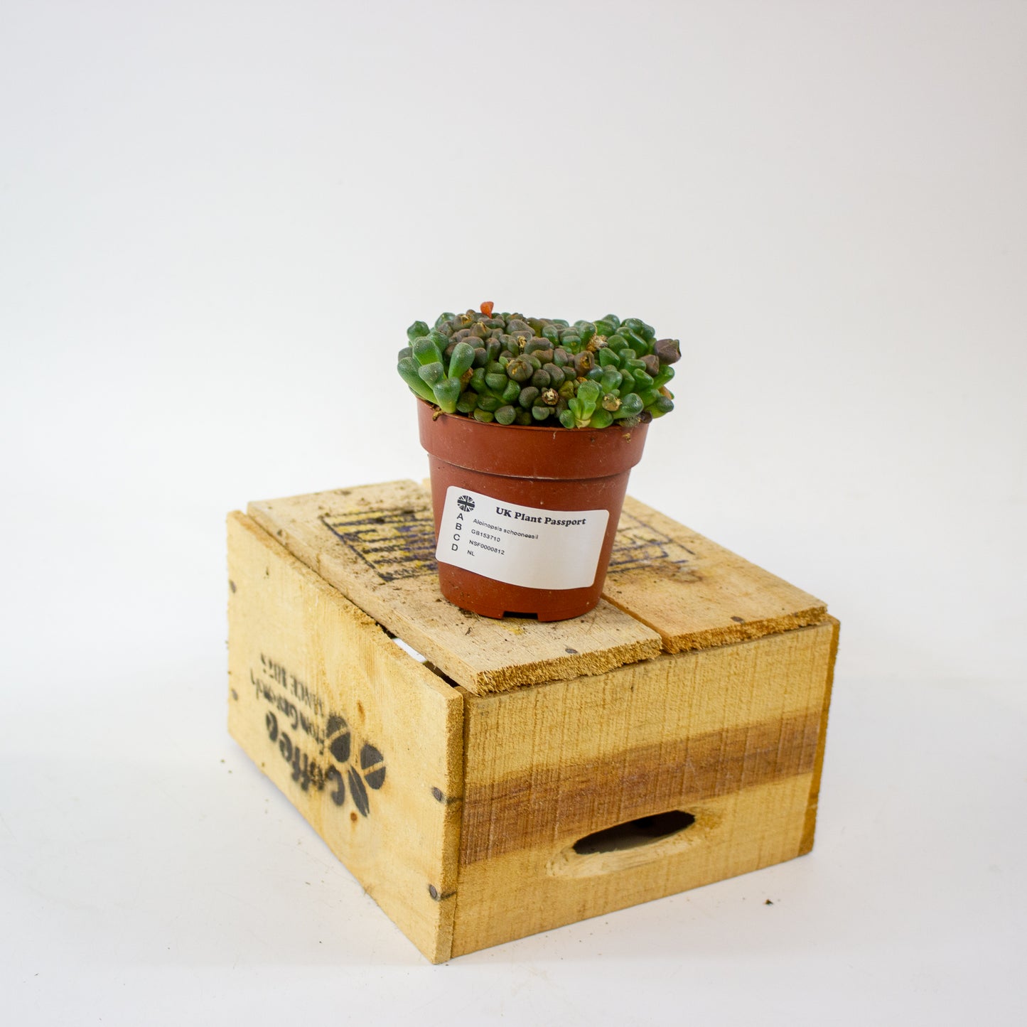 Aloinopsis schooneesii 8.5cm H15cm