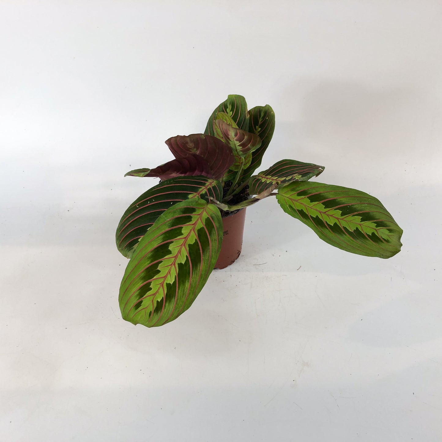 Maranta Fascinator 12cm H30cm