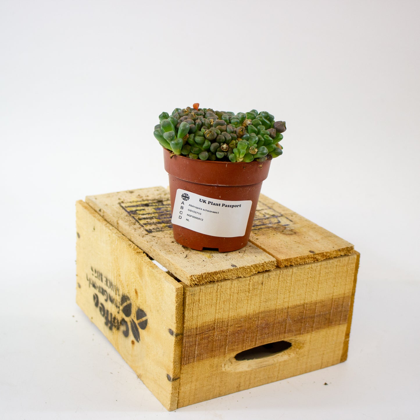 Aloinopsis schooneesii 8.5cm H15cm