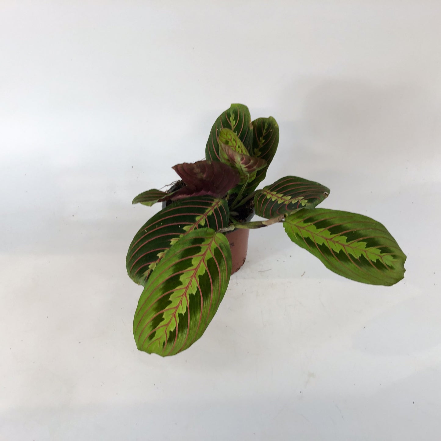 Maranta Fascinator 12cm H30cm