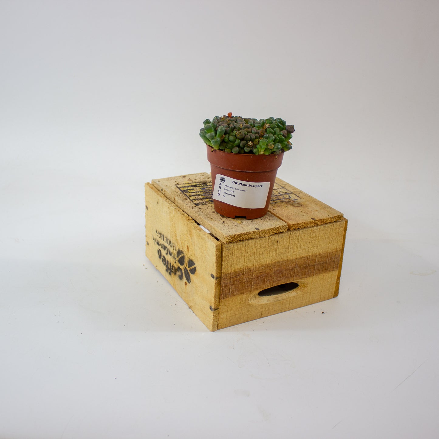 Aloinopsis schooneesii 8.5cm H15cm