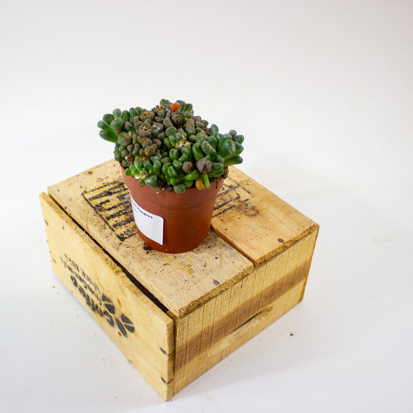 Aloinopsis schooneesii 8.5cm H15cm