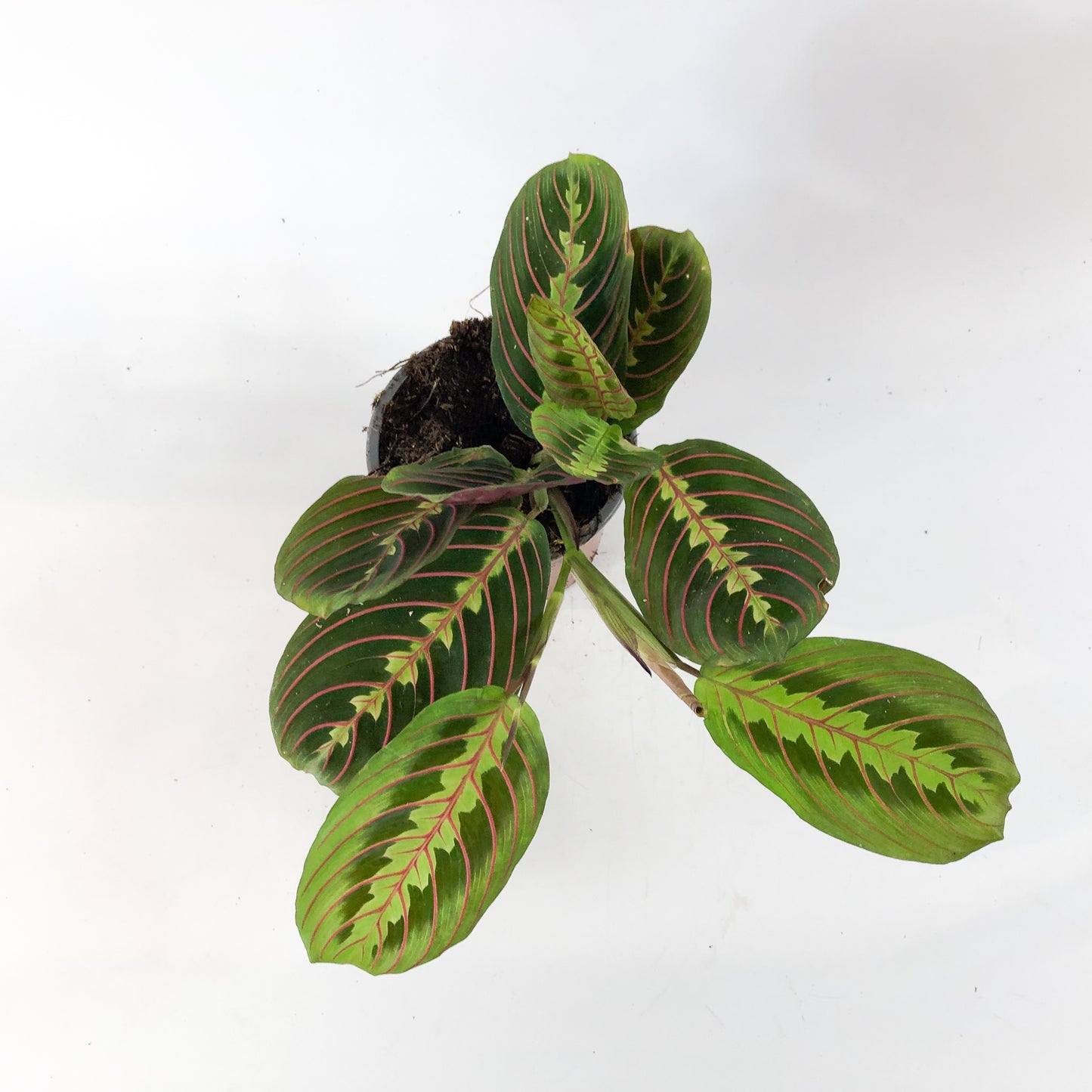 Maranta Fascinator 12cm H30cm