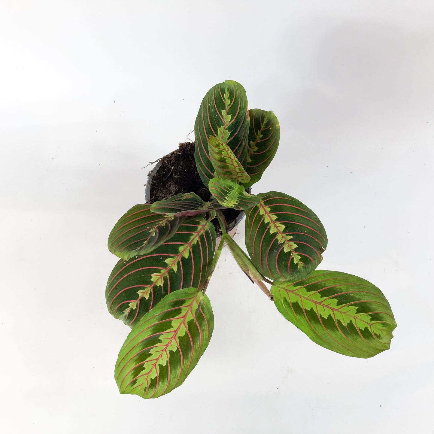 Maranta Fascinator 12cm H30cm