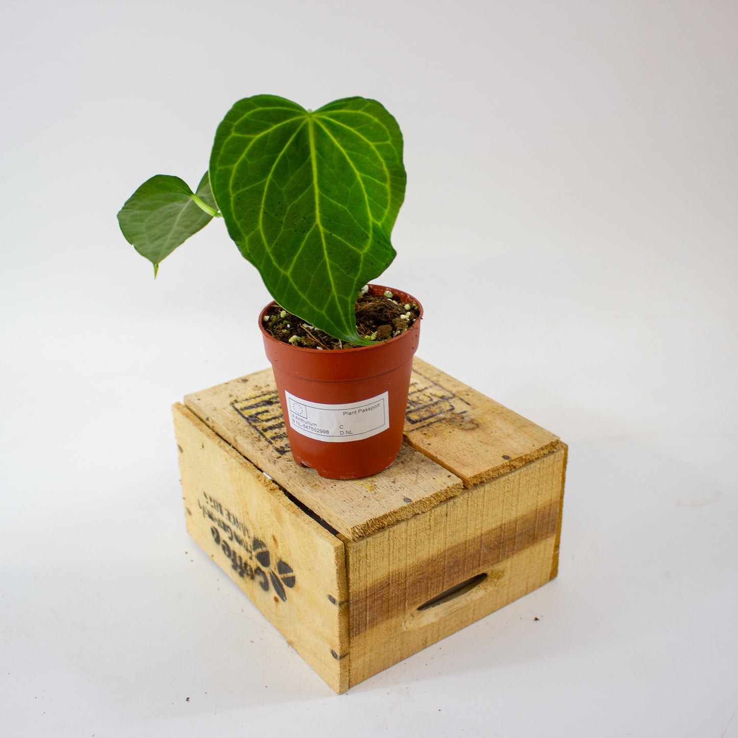 Anthurium Delta Force 9cm H15cm
