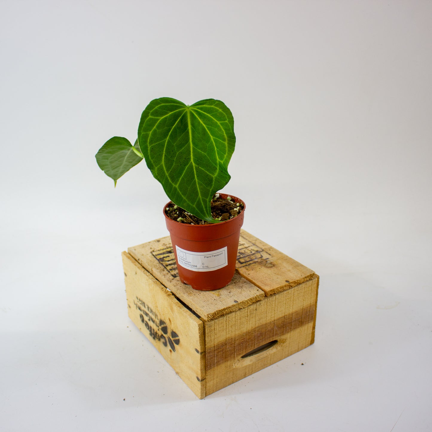 Anthurium Delta Force 9cm H15cm