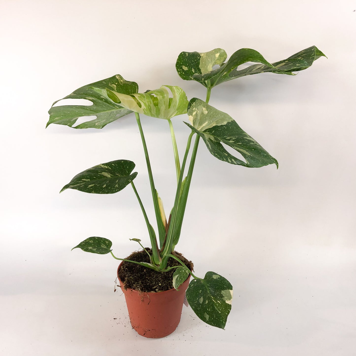 Monstera deliciosa Thai Constellation 15cm H60cm