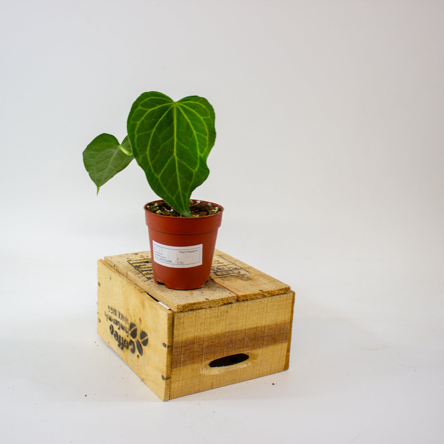 Anthurium Delta Force 9cm H15cm