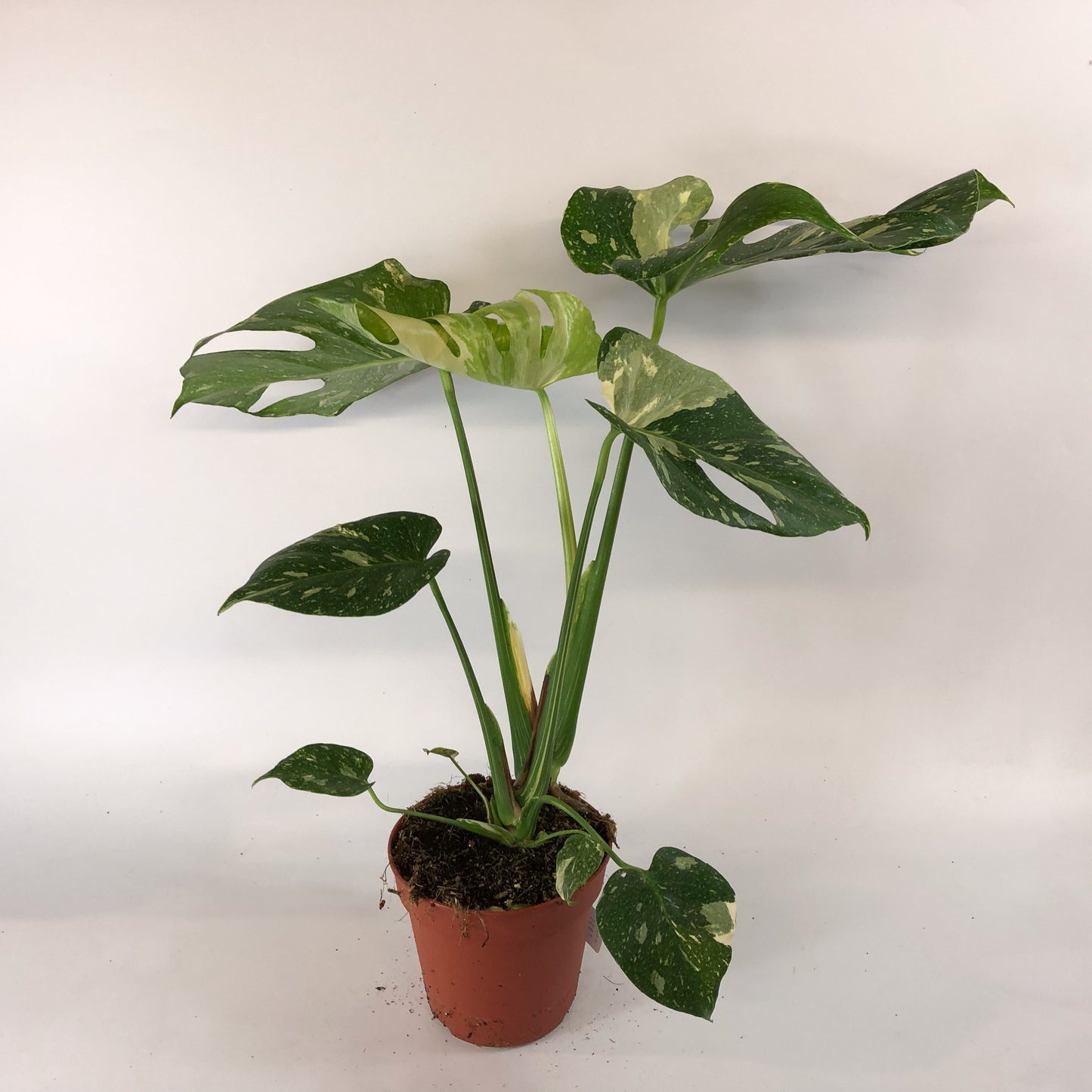 Monstera deliciosa Thai Constellation 15cm H60cm