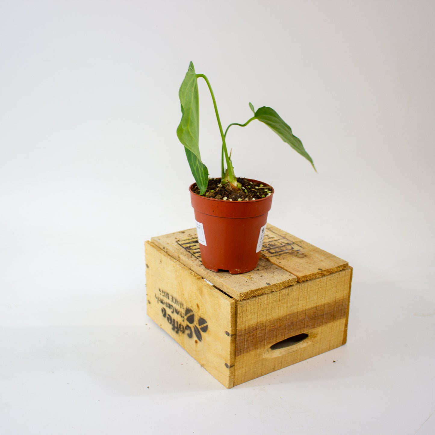 Anthurium Delta Force 9cm H15cm