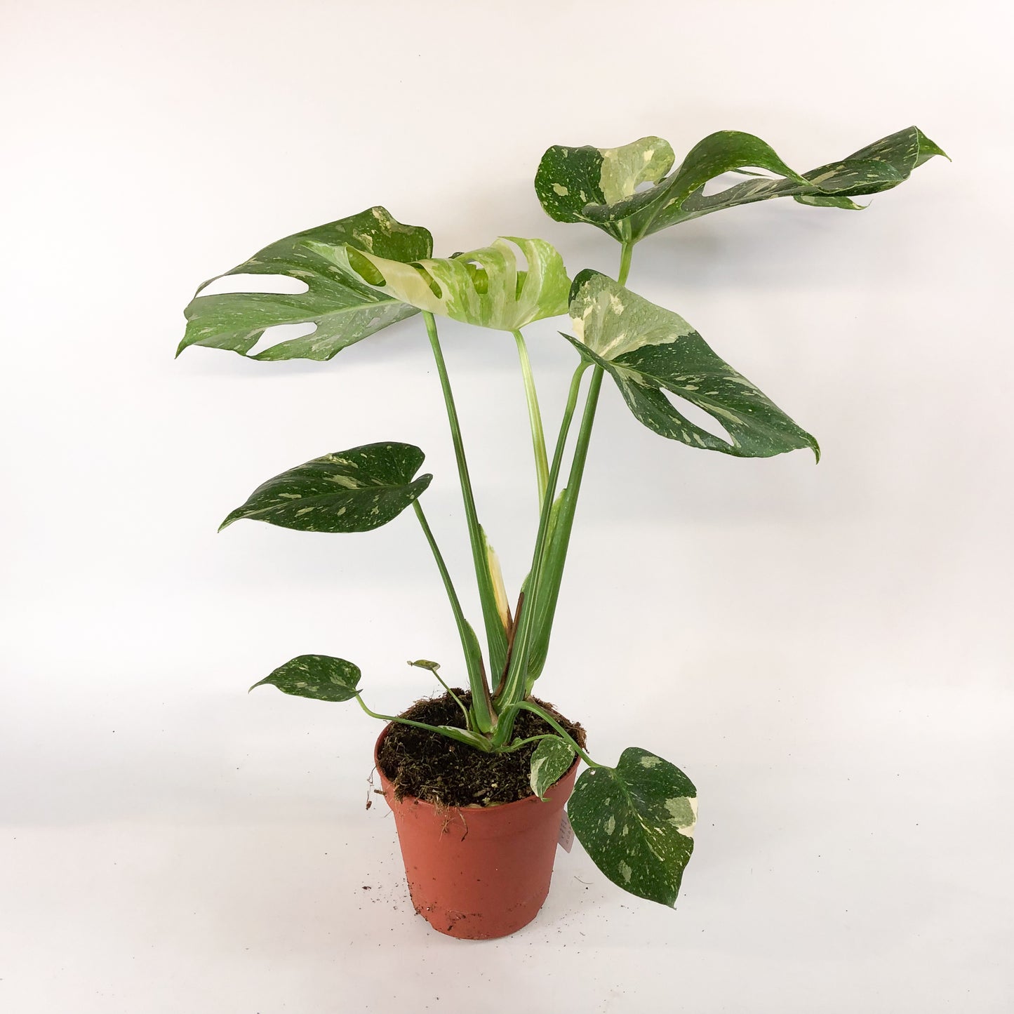 Monstera deliciosa Thai Constellation 15cm H60cm