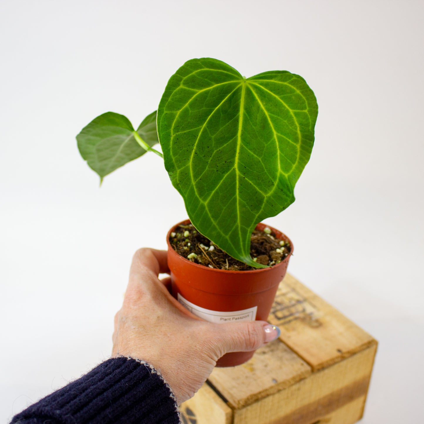 Anthurium Delta Force 9cm H15cm
