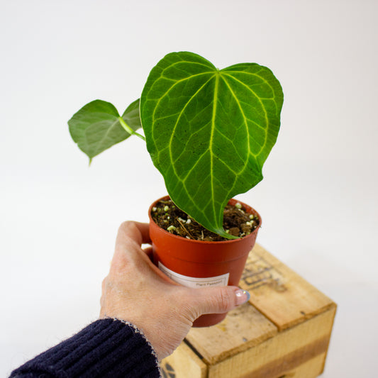 Anthurium Delta Force 9cm H15cm