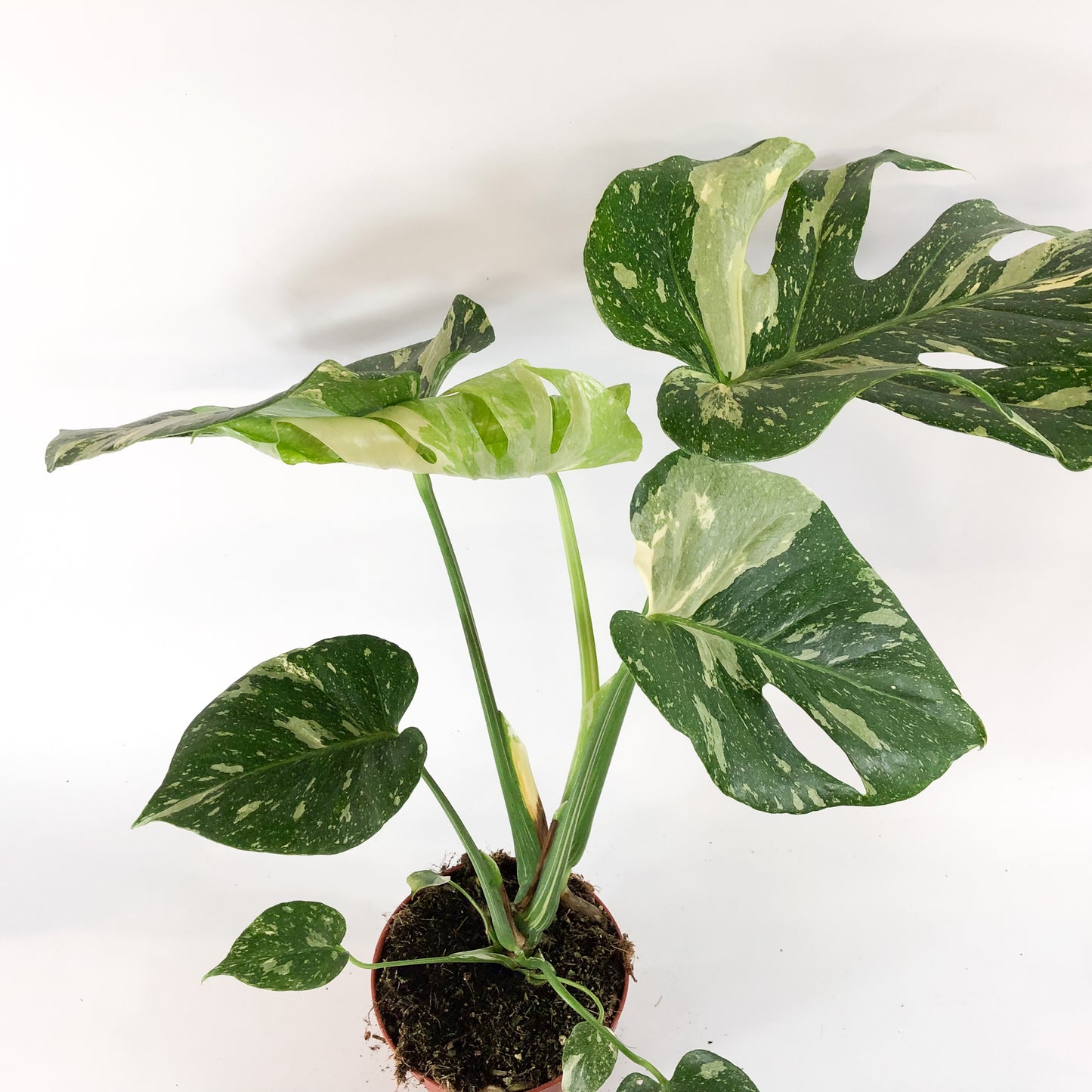 Monstera deliciosa Thai Constellation 15cm H60cm