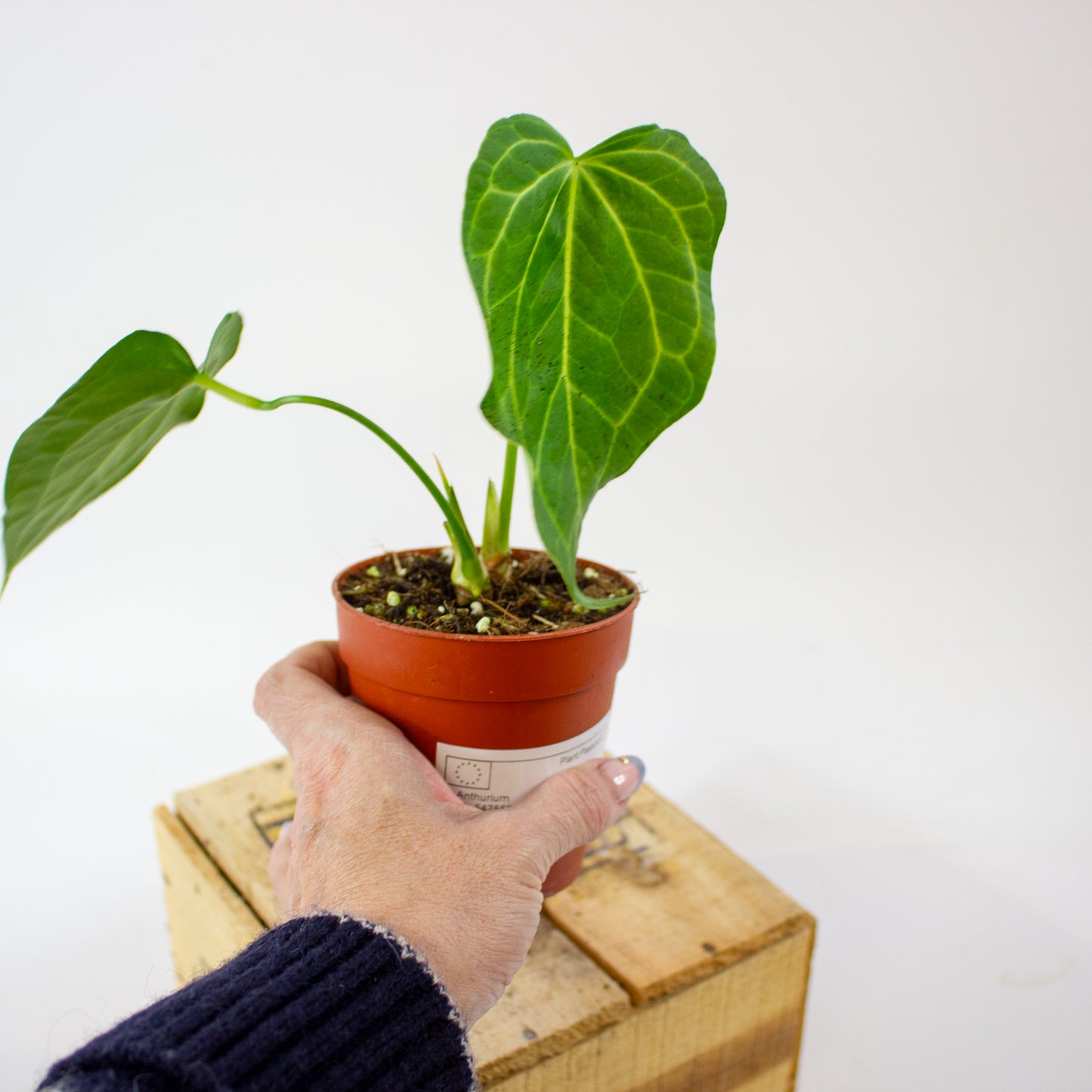 Anthurium Delta Force 9cm H15cm