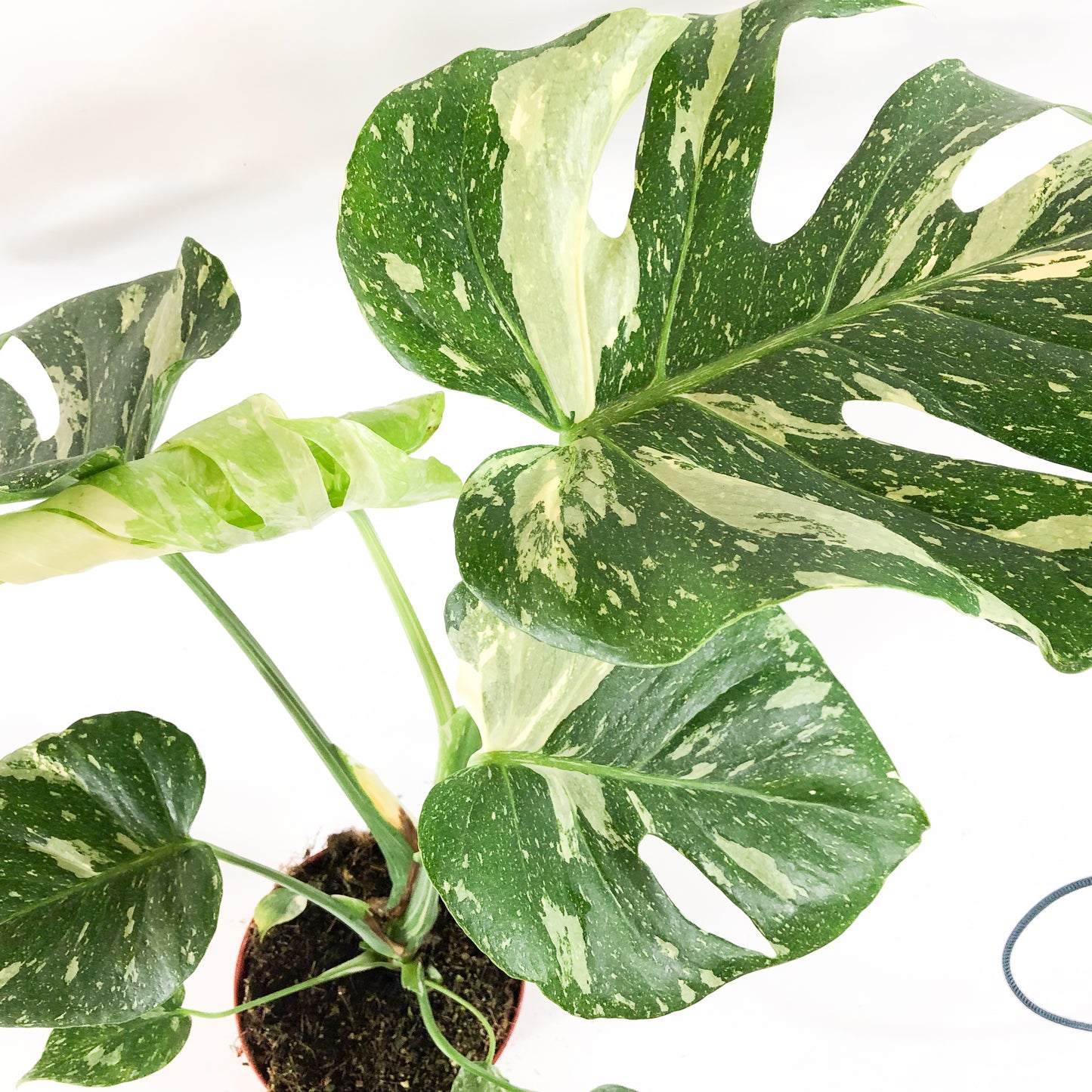 Monstera deliciosa Thai Constellation 15cm H60cm