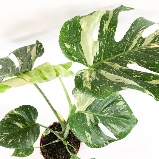 Monstera deliciosa Thai Constellation 15cm H60cm