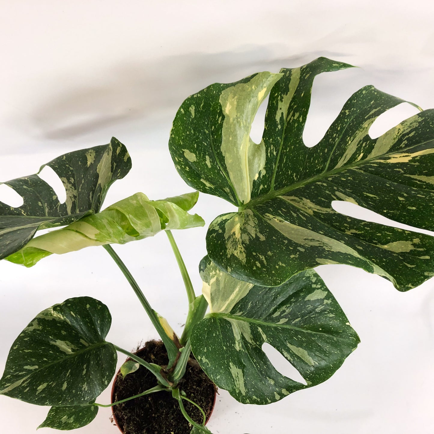 Monstera deliciosa Thai Constellation 15cm H60cm