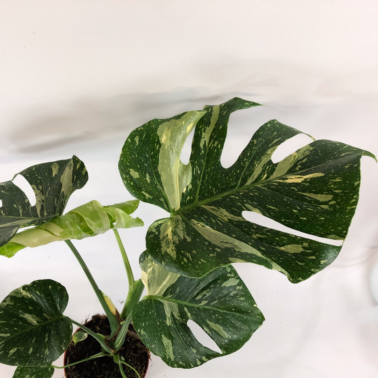 Monstera deliciosa Thai Constellation 15cm H60cm
