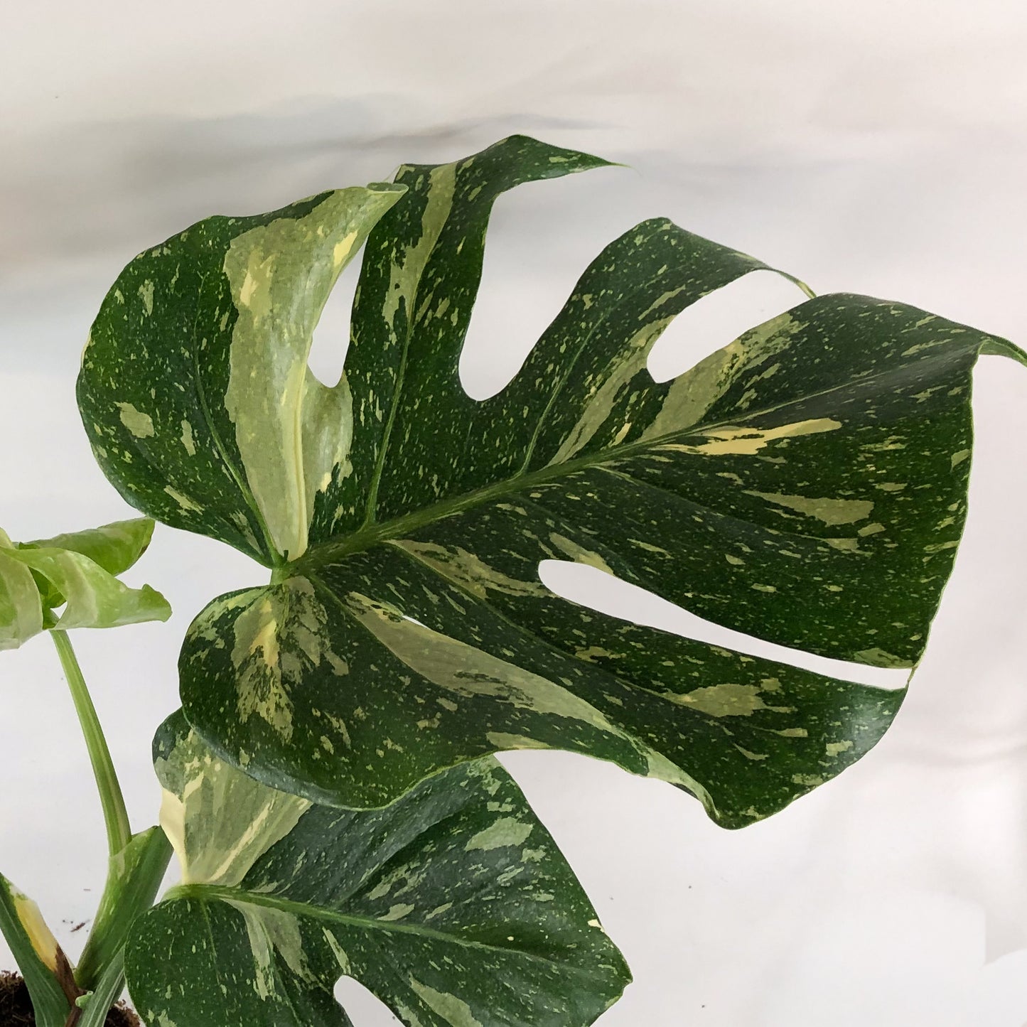 Monstera deliciosa Thai Constellation 15cm H60cm