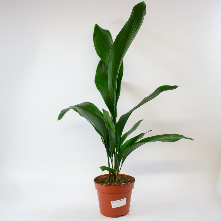 Aspidistra elatior