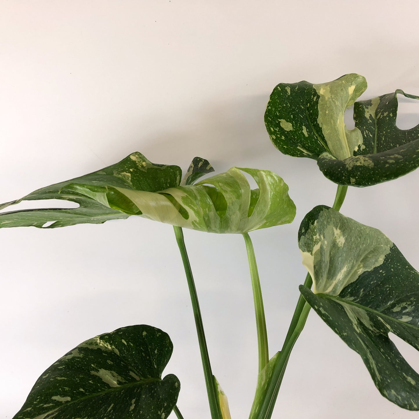 Monstera deliciosa Thai Constellation 15cm H60cm