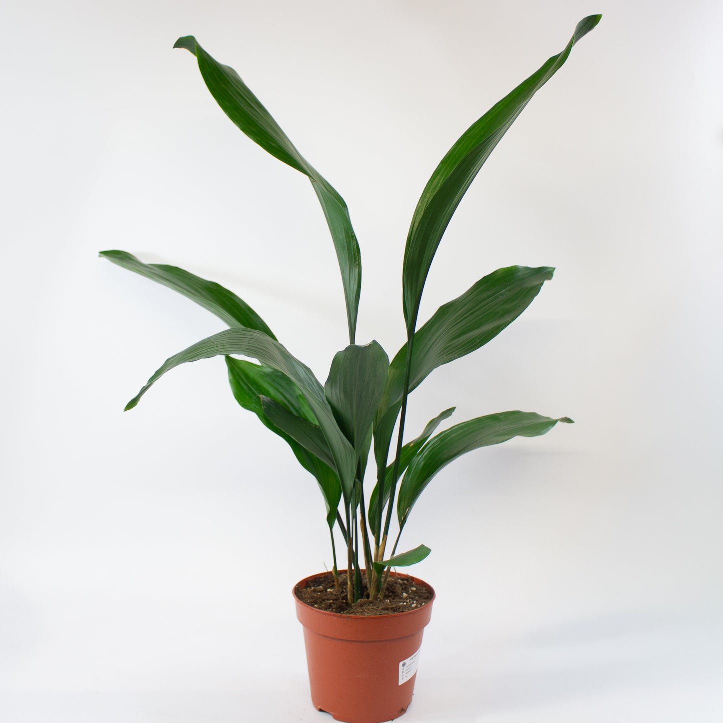 Aspidistra elatior 3