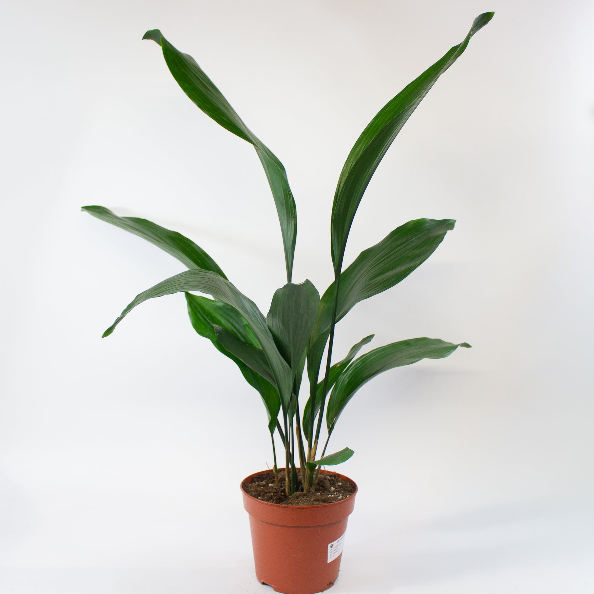 Aspidistra elatior 3