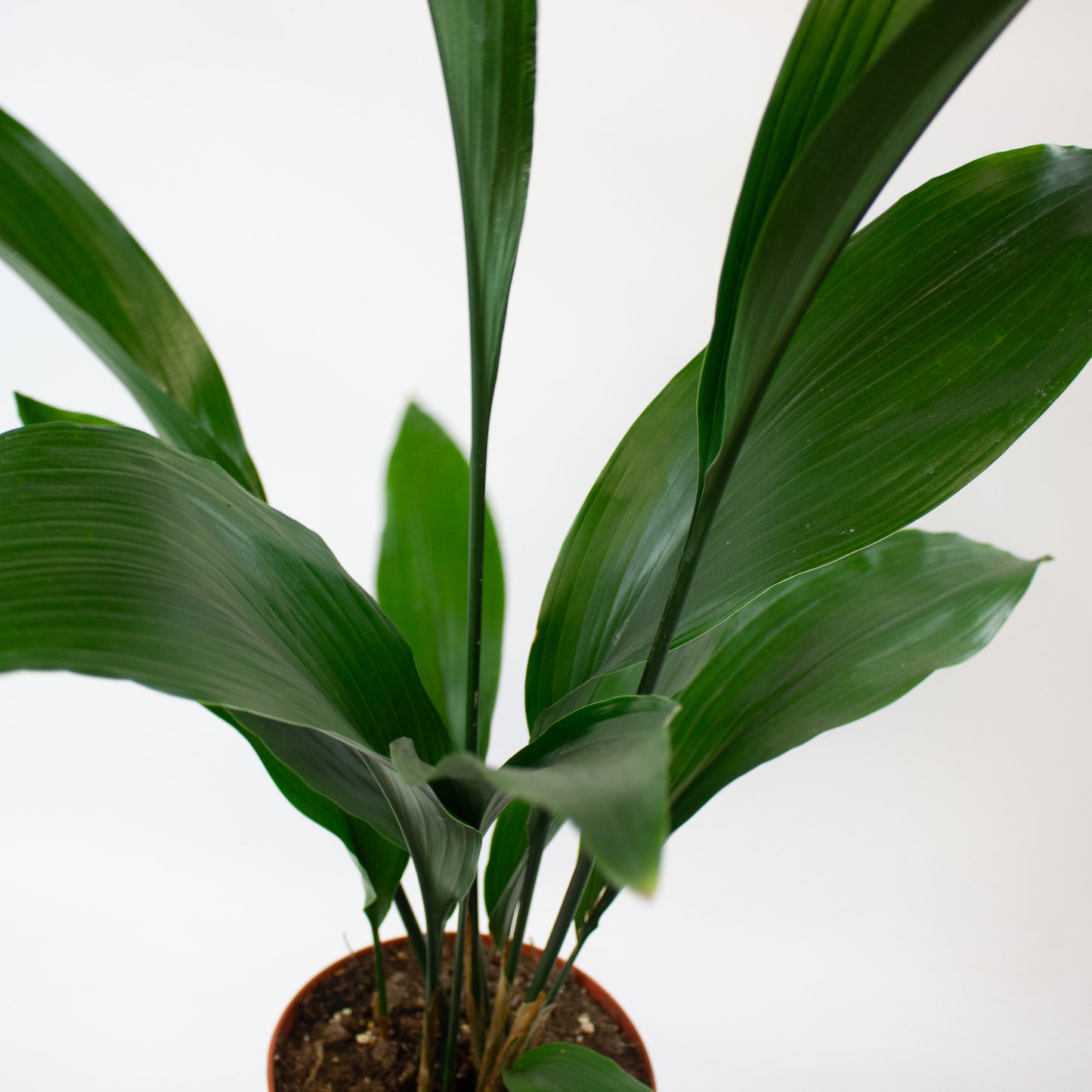 Aspidistra elatior 4